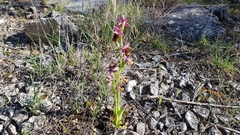 Ophrys bertolonii flavicans