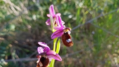 Ophrys bertolonii flavicans