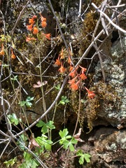 Delphinium nudicaule