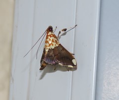 Agrotera