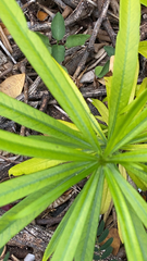 Podocarpus macrophyllus