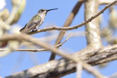 Archilochus alexandri