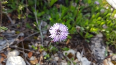 Globularia cordifolia