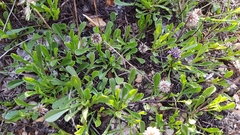 Globularia cordifolia