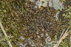 Mniaecia jungermanniae