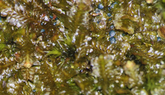 Mniaecia jungermanniae