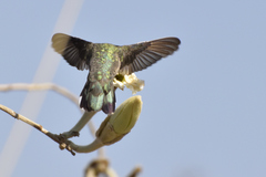 Archilochus alexandri