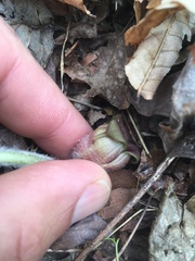 Asarum canadense reflexum