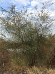 Acacia stenophylla