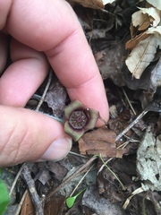 Asarum canadense reflexum