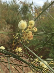 Acacia stenophylla