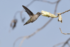 Archilochus alexandri