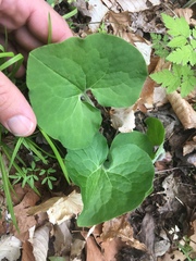 Asarum canadense reflexum