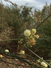 Acacia stenophylla