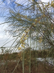 Acacia stenophylla