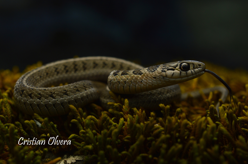 Longtail Alpine Garter Snake in November 2016 by Cristian Olvera ...