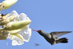 Cynanthus latirostris