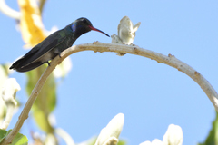 Cynanthus latirostris
