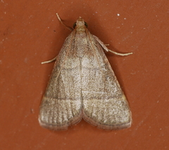 Hypsopygia nostralis