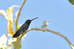 Cynanthus latirostris