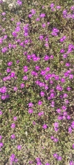 Spergularia purpurea