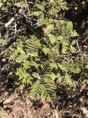 Chamaebatia foliolosa