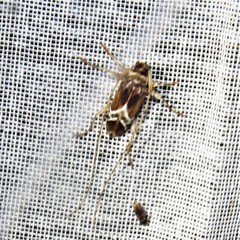 Sternacutus arietinus