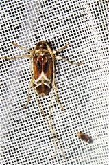 Sternacutus arietinus