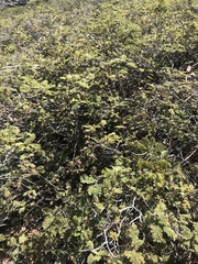 Chamaebatia foliolosa