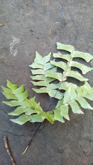 Adiantum trapeziforme