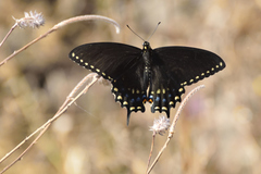 Papilio polyxenes