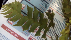 Adiantum trapeziforme