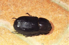 Phileurus