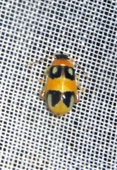 Walterianella biarcuata