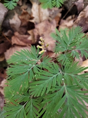 Dicentra canadensis