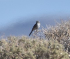 Artemisiospiza nevadensis