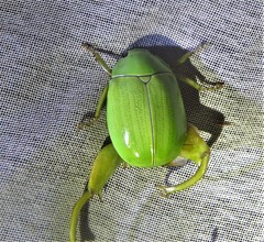 Macropoidelimus mniszechi