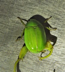 Macropoidelimus mniszechi