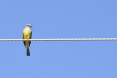 Tyrannus melancholicus