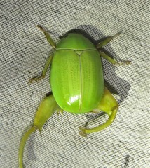 Macropoidelimus mniszechi