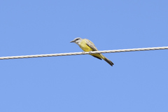 Tyrannus melancholicus