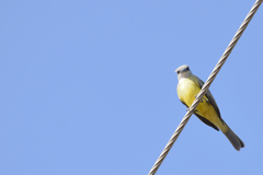 Tyrannus melancholicus