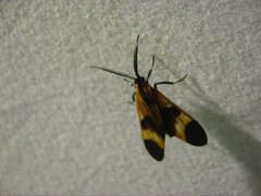 Dycladia