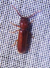 Erichsonia dentifrons