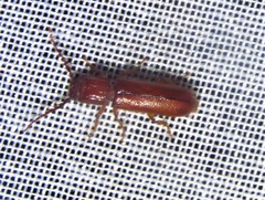 Erichsonia dentifrons