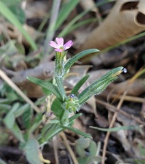 Microsteris gracilis