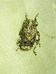 Trypanidius mexicanus
