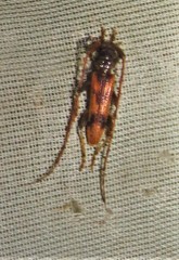 Elytrimitatrix hondurenha