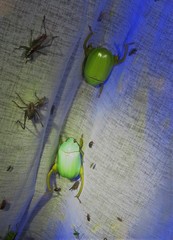 Macropoidelimus mniszechi