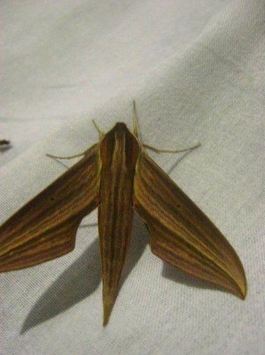 Tersa sphinx